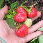 Îngrășăminte pentru căpșuni în timpul înfloririi și fructelor