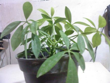 У кого є рослини шефлера воно дуже капризно швидко чи зростає і як розмножується, шефлера