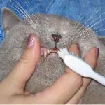Pisicul are mâncărimea dinților să facă și să cumpere, dacă mușcă mâinile și picioarele, simptomele și hrănirea, cotismul
