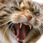 У кошеняти сверблять зуби що робити і купити, якщо кусає руки і ноги, симптоми і годування, котізм