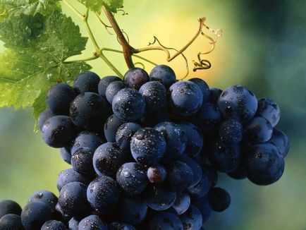 Вуса винограду є видозміненими пагонами роль у розвитку