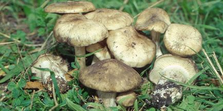Condiții pentru cultivarea ciupercilor