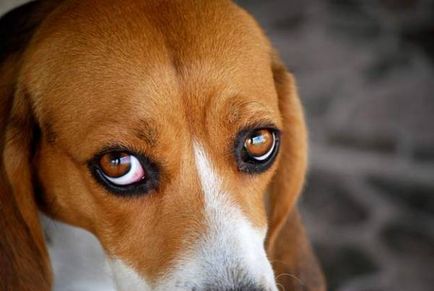 La un câine, veveritele roșii ale ochiului înțeleg cauzele