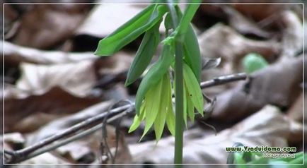 Uvuljaria (fotografie) aterizare și îngrijire, un site despre o grădină, o reședință de vară și plante de apartament