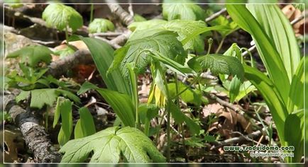 Uvuljaria (fotografie) aterizare și îngrijire, un site despre o grădină, o reședință de vară și plante de apartament