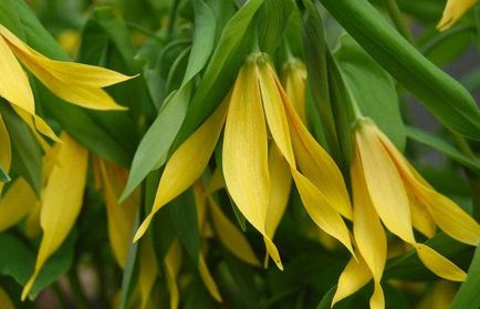 Uvularia plantare, îngrijire, reproducere