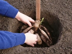 Îngrijiți-vă pentru phlox în primăvară la instrucțiunea casei de țară și video pas-cu-pas