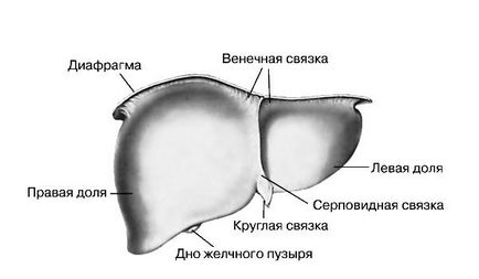 Узі печінки розшифровка норма, що означає біла печінку на узі, зернистість печінки що це таке