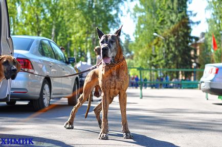 A borovuhe telt Kutya fotó esszé h (kutya) A borovuhe telt Kutya fotó esszé h