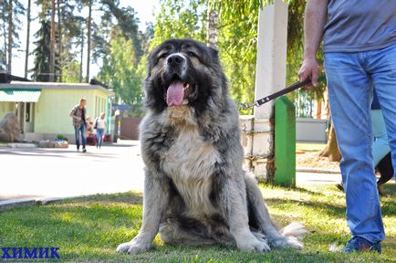 În Borovu a avut loc o expoziție de câini