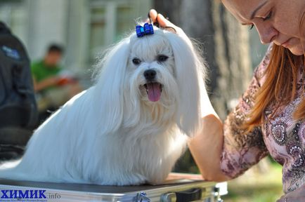 În Borovu a avut loc o expoziție de câini