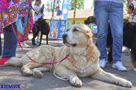 În Borovu a avut loc o expoziție de câini