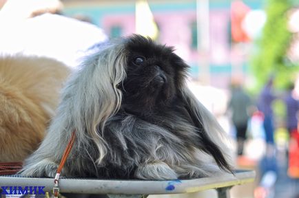 În Borovu a avut loc o expoziție de câini