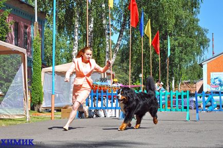 A borovuhe telt Kutya fotó esszé h (kutya) A borovuhe telt Kutya fotó esszé h