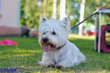 În Borovu a avut loc o expoziție de câini