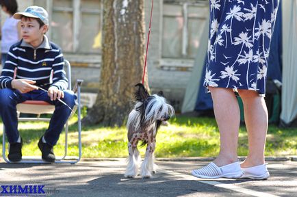 În Borovu a avut loc o expoziție de câini