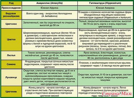 У чому різниця між гиппеаструмом і амарилісом - країна мам