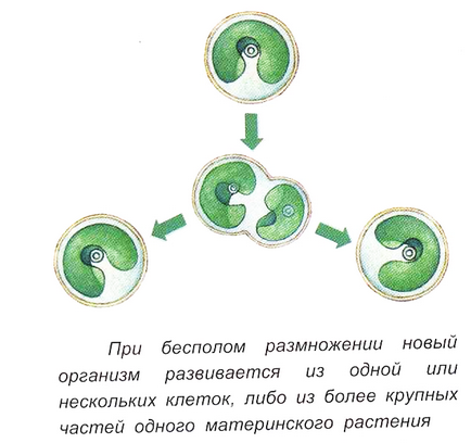 Вегетативне і безстатеве розмноження