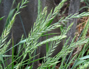 Чудові корисні властивості трави пирію