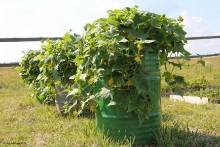 Paturi verticale pentru castraveți, căpșuni, fasole