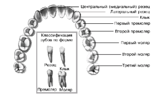 Structura maxilară umană superioară (anatomie) - contraforturi, varză și altele