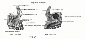 Верхня щелепа людини будова (анатомія) - контрфорси, відростки і інше