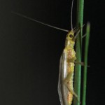 Springfly (fluture), totul despre pescuit (osnyanok) Stonefly, totul despre pescuit