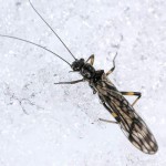 Stonefly, totul despre pescuit