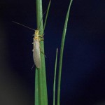 Stonefly, totul despre pescuit