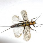 Мухи (stonefly), всичко за риболова