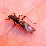 Springfly (fluture), totul despre pescuit (osnyanka) Stonefly, totul despre pescuit