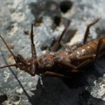 Stonefly, totul despre pescuit