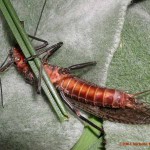 Stonefly, totul despre pescuit