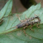 Springfly (fluture), totul despre pescuit (fân) Stonefly, totul despre pescuit