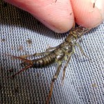 Веснянки (stonefly), все про рибалку