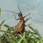 Stonefly, totul despre pescuit