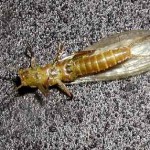 Stonefly, totul despre pescuit