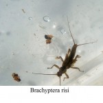 Springfly (fluture), totul despre pescuit (fân) Stonefly, totul despre pescuit