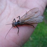 Веснянки (stonefly), все про рибалку