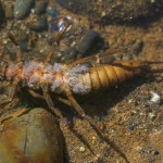 Веснянки (stonefly), все про рибалку