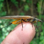Vesnyanyki (piatra de mistreț), totul despre pescuit (un măgar de zmeură dragonfly caddis) Stonefly, totul despre pescuit