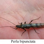 Stonefly, totul despre pescuit