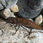 Stoneflies (STONEFLY), mindent a halászat