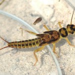 Stonefly, totul despre pescuit