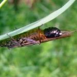 Springfly (fluture), totul despre pescuit (larva) Stonefly, totul despre pescuit