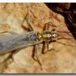 Vesnyanyki (fluture), totul despre pescuit (larva fotografiei foto) Stonefly, totul despre pescuit