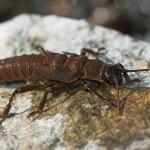 Vesnyanyki (stonefly), totul despre pescuit (vesnică de insecte) Stonefly, totul despre pescuit