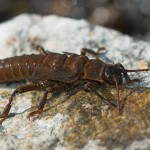 Stonefly, totul despre pescuit