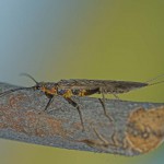 Веснянки (stonefly), все про рибалку