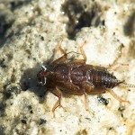 Stonefly, totul despre pescuit